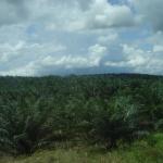 Foreste di mangrovie tutt'intorno